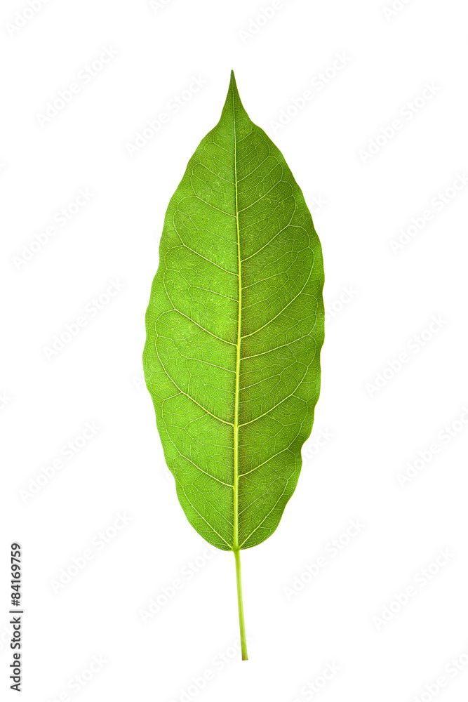 green leaf green leaf