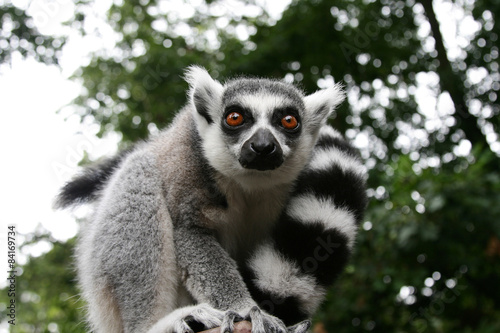 Lemur © paul_koomen