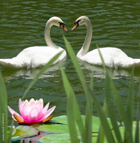  two swans on the water