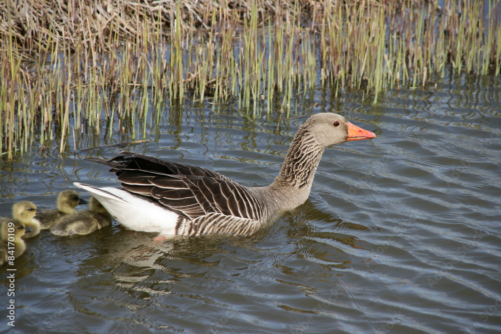 Geese. Geese.