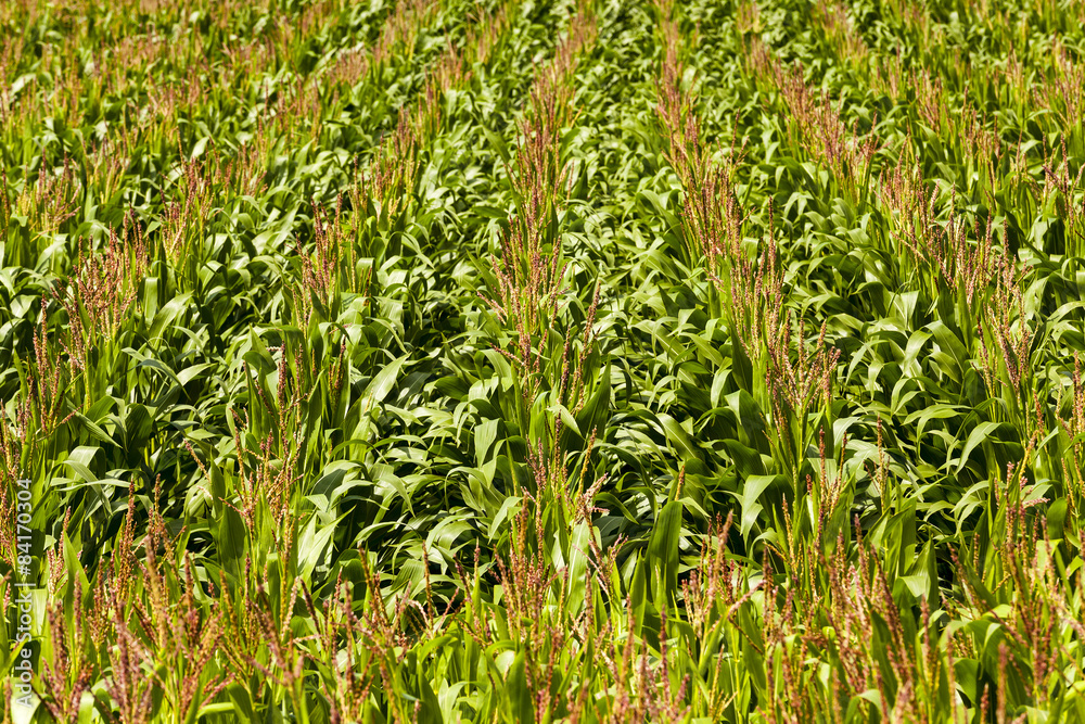 Obraz premium green corn 