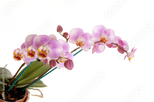 Beautiful pink orchid s.