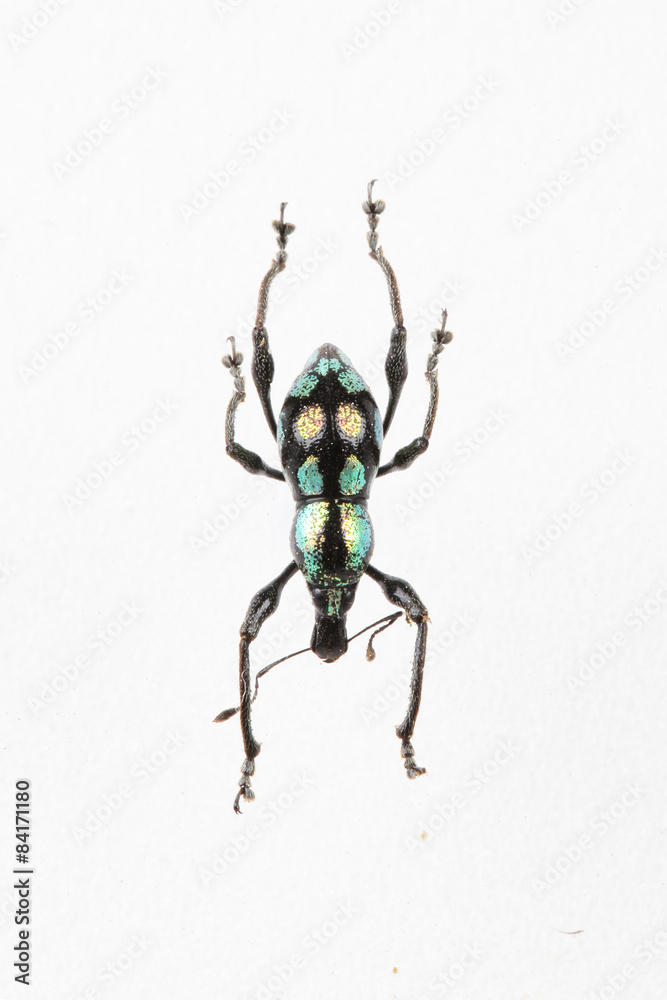 The mysterious world of insects
The mysterious world of insects