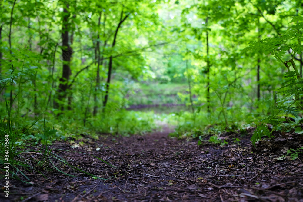 Path in green forest Path in green forest