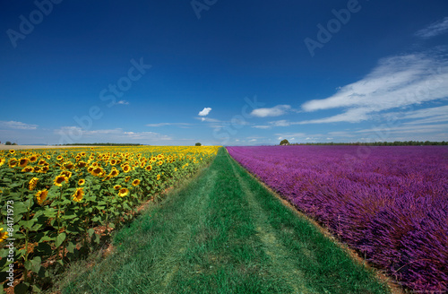 Champs de lavandes et tournesols à Valensole