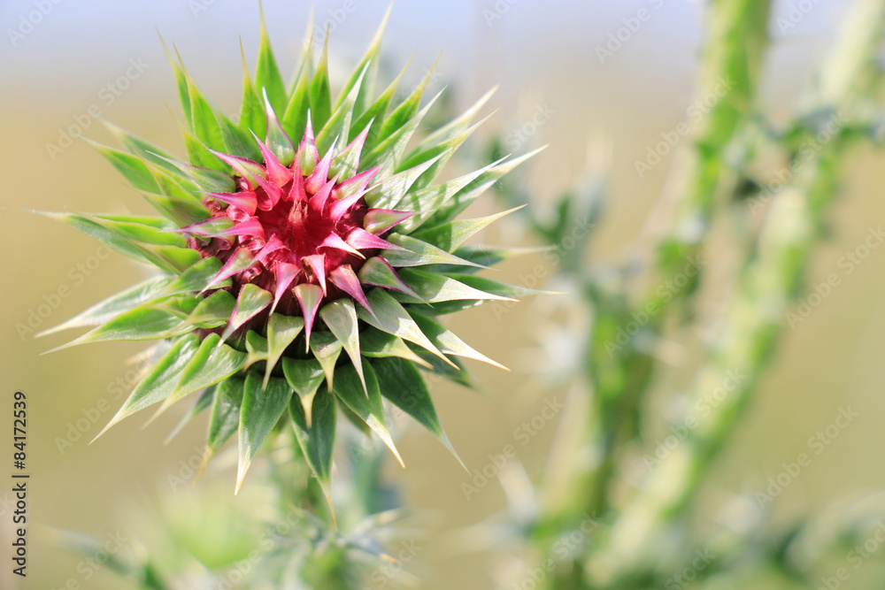 Burdock thorny flower. (Arctium lappa) on blur background Burdock thorny flower. (Arctium lappa) on blur background