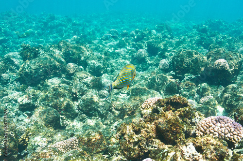 Coral reef and fish