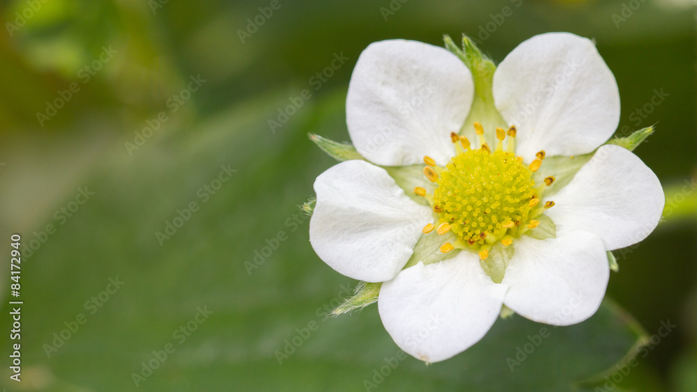 Strawberry flower closeup Strawberry flower closeup