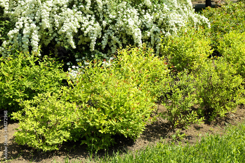 Fototapeta Naklejka Na Ścianę i Meble -  Flowering bushes in park