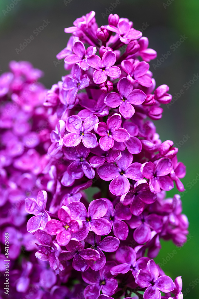 Violet lilac flower Violet lilac flower