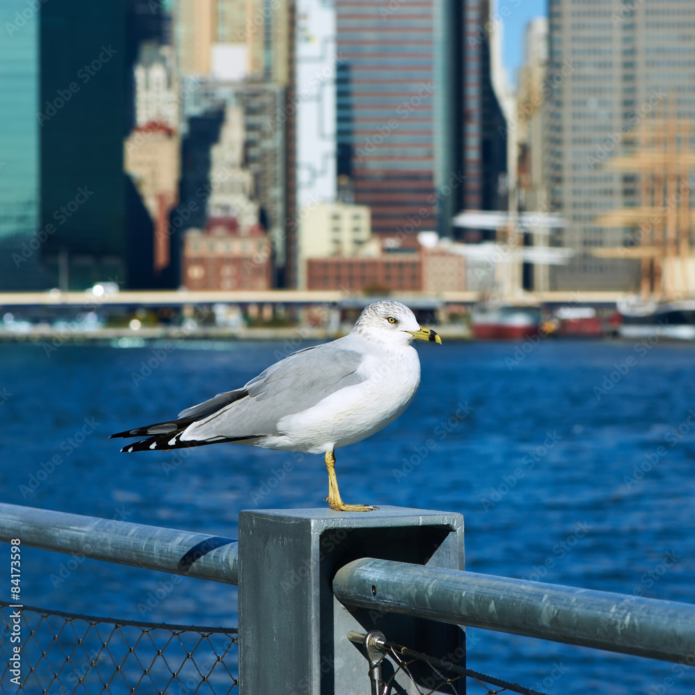 Obraz premium Seagull with Manhattan in background.
