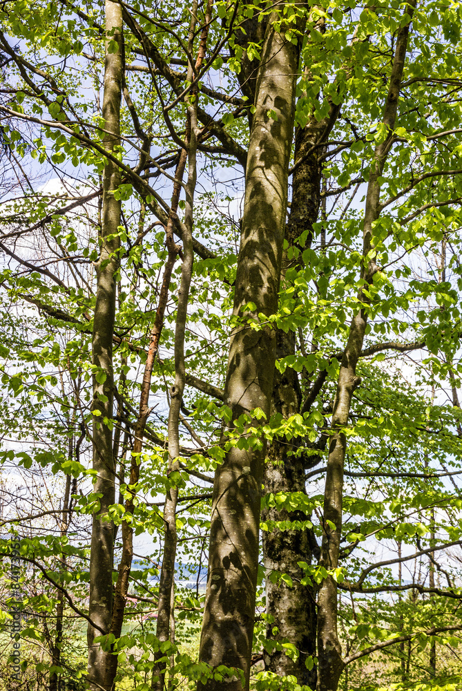 Fototapeta premium green trees, forest in spring, Bavaria, Germany