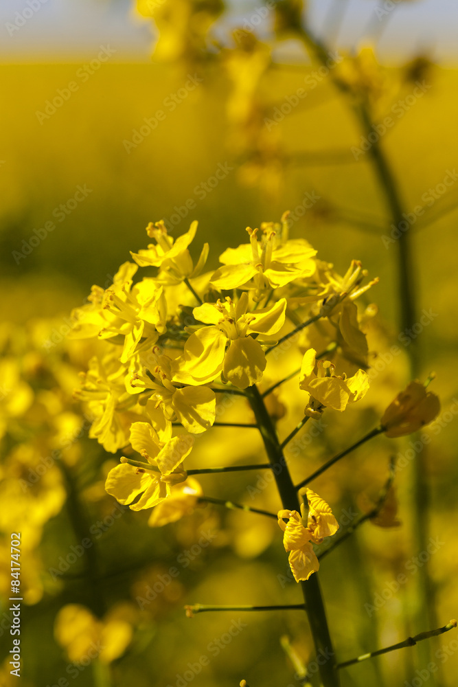 Obraz premium blossoming colza