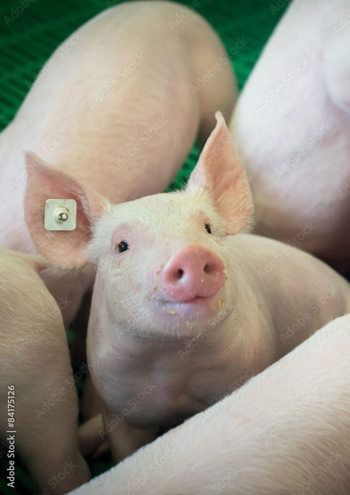 Schweinehaltung, Blick eines Ferkels aus der Schweinebucht Schweinehaltung, Blick eines Ferkels aus der Schweinebucht