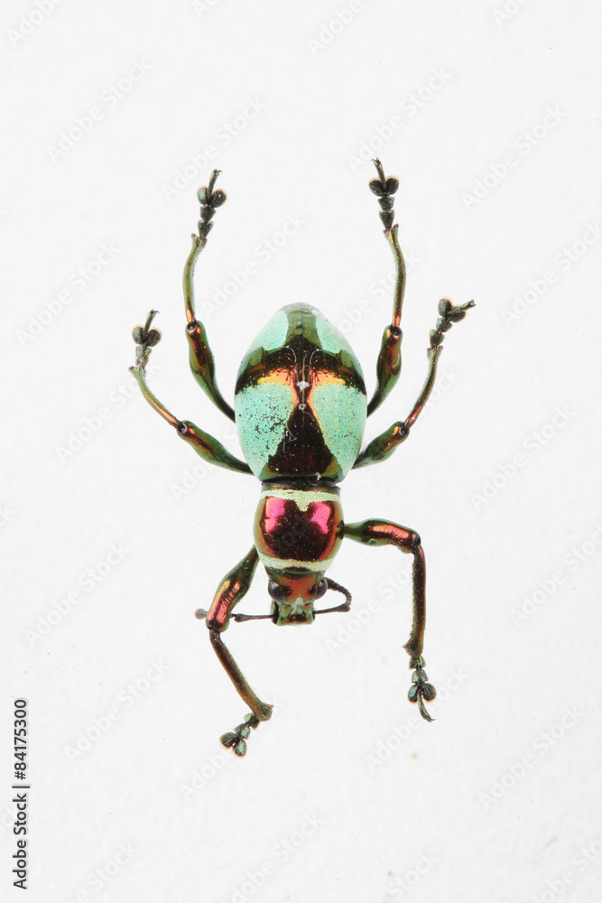 The mysterious world of insects
The mysterious world of insects