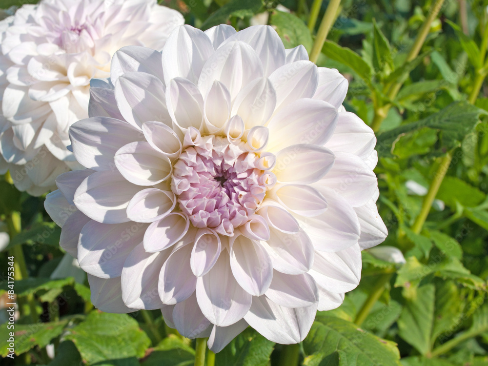 Obraz premium Dahlien