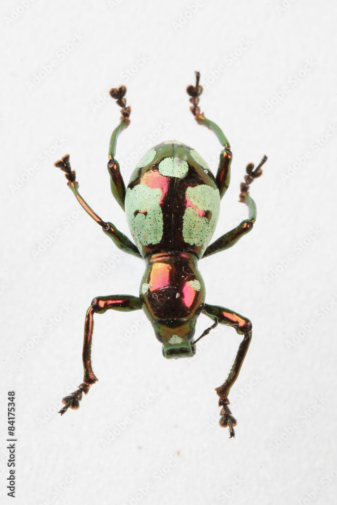 The mysterious world of insects
The mysterious world of insects