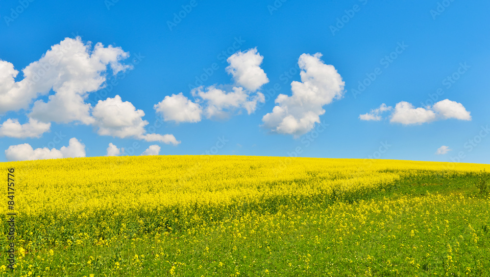 Flower field