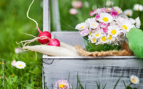 Fototapeta Naklejka Na Ścianę i Meble -  Gartenzeit, Radieschen, Rettich, Gänseblümchen