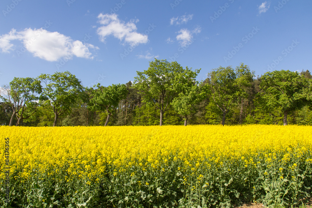 Obraz premium Spring landscape in Bavaria