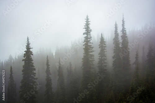 Pine trees in fog, at Hurricane Ridge, in Olympic National Park, photo