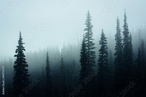 Pine trees in fog, at Hurricane Ridge, in Olympic National Park,