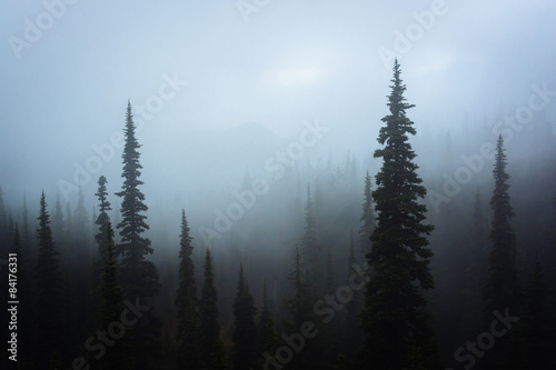 Pine trees in fog, at Hurricane Ridge, in Olympic National Park, © jonbilous