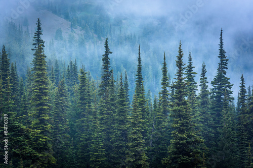Pine trees in fog, at Hurricane Ridge, in Olympic National Park, © jonbilous