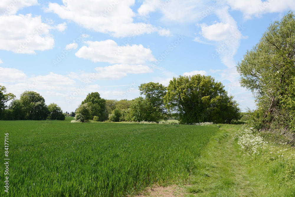 Green farm field, edged by trees coming into leaf Green farm field, edged by trees coming into leaf