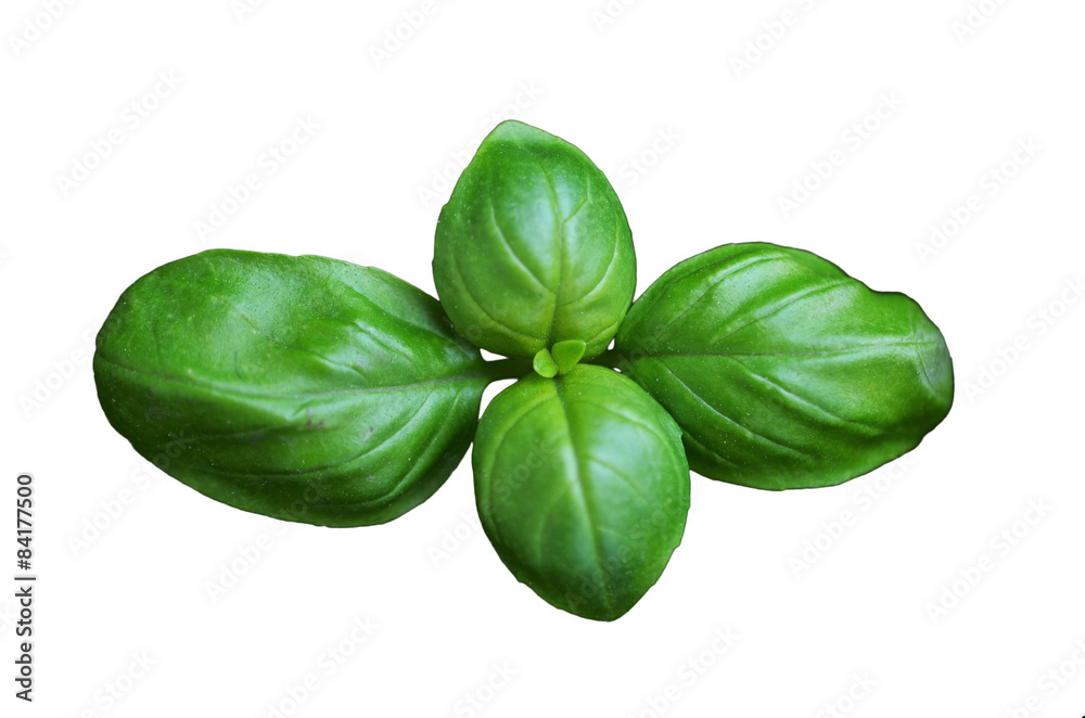 Fototapeta premium Isolated basil