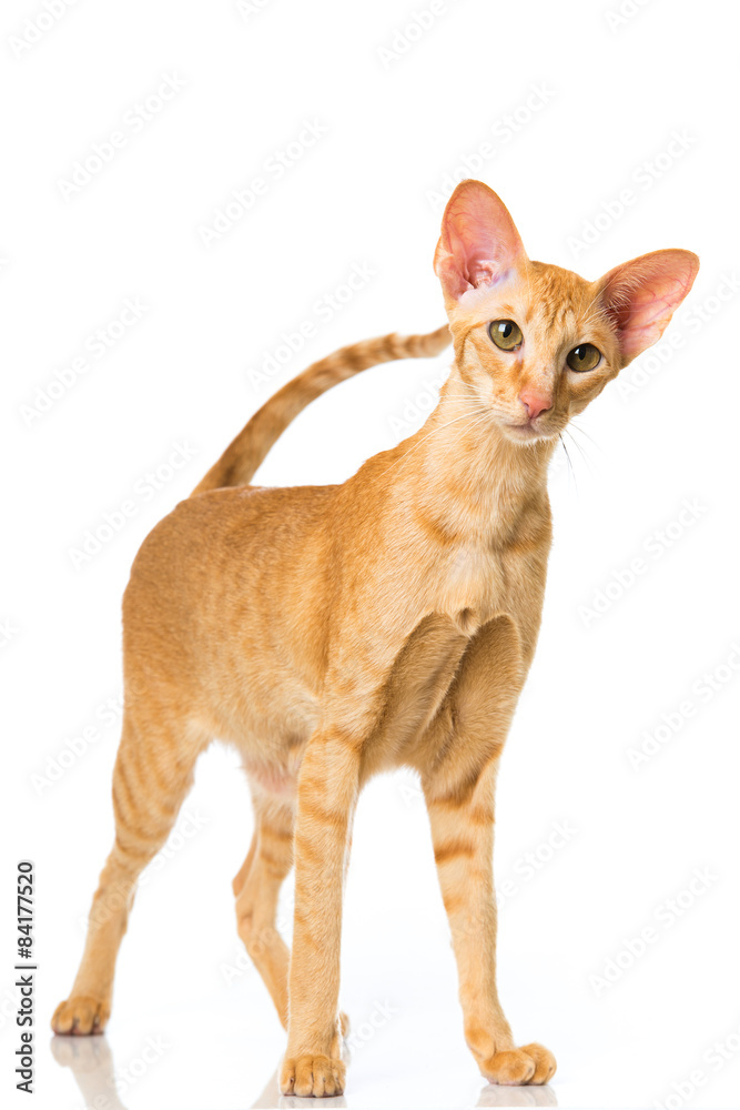 Obraz premium Orientalisch Kurzhaar Katze