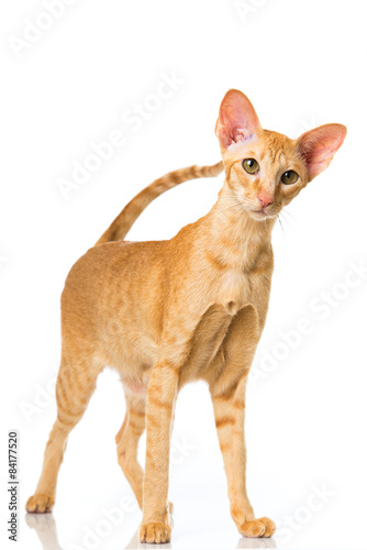 27 Best Orientalische Kurzhaar Katze Images Stock Photos Vectors Adobe Stock