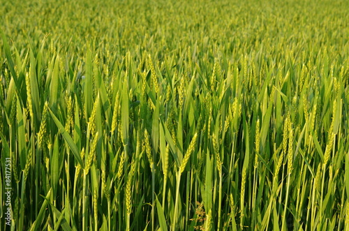 Young wheat