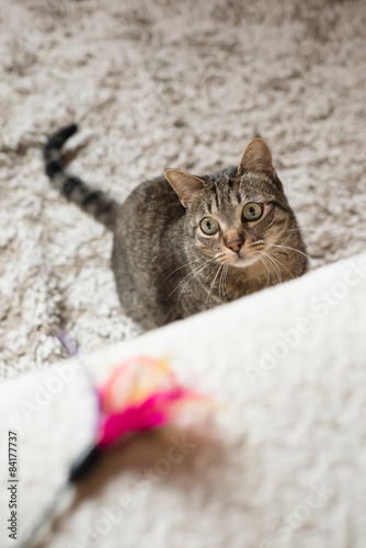 Tabby cat looking at a feather toy