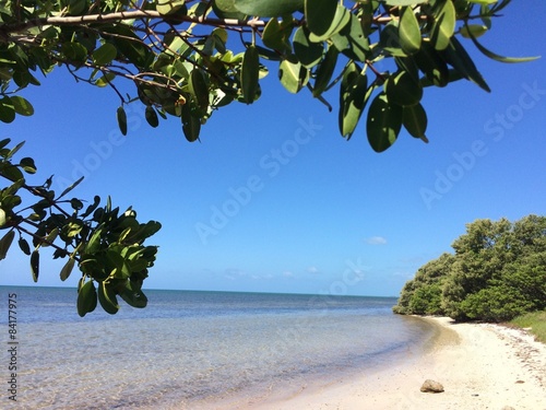 Fototapeta Naklejka Na Ścianę i Meble -  Secluded beach with mangrove tree on the Florida Keys