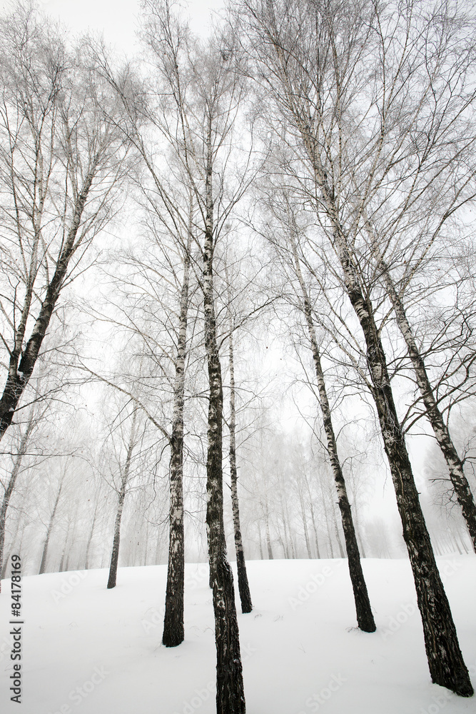 winter forest winter forest
