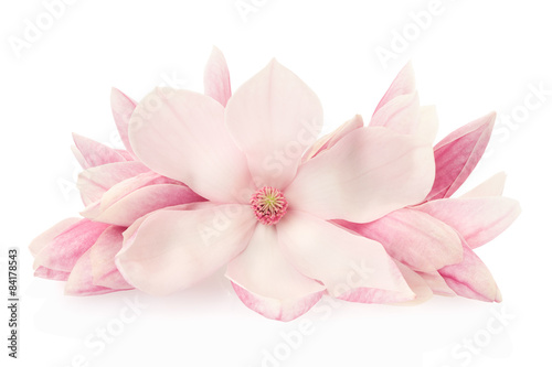 Fotografia Magnolia, pink spring flowers and buds on white, clipping path