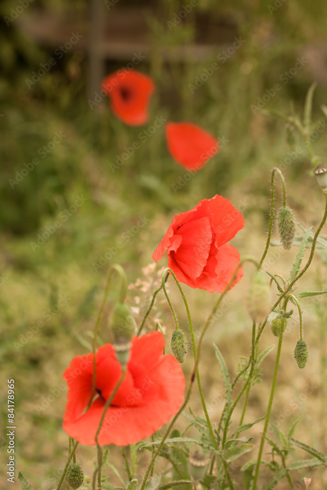 Naklejka premium Klatschmohn