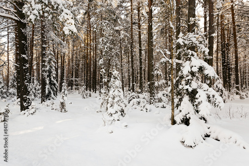 fir-tree in the winter 