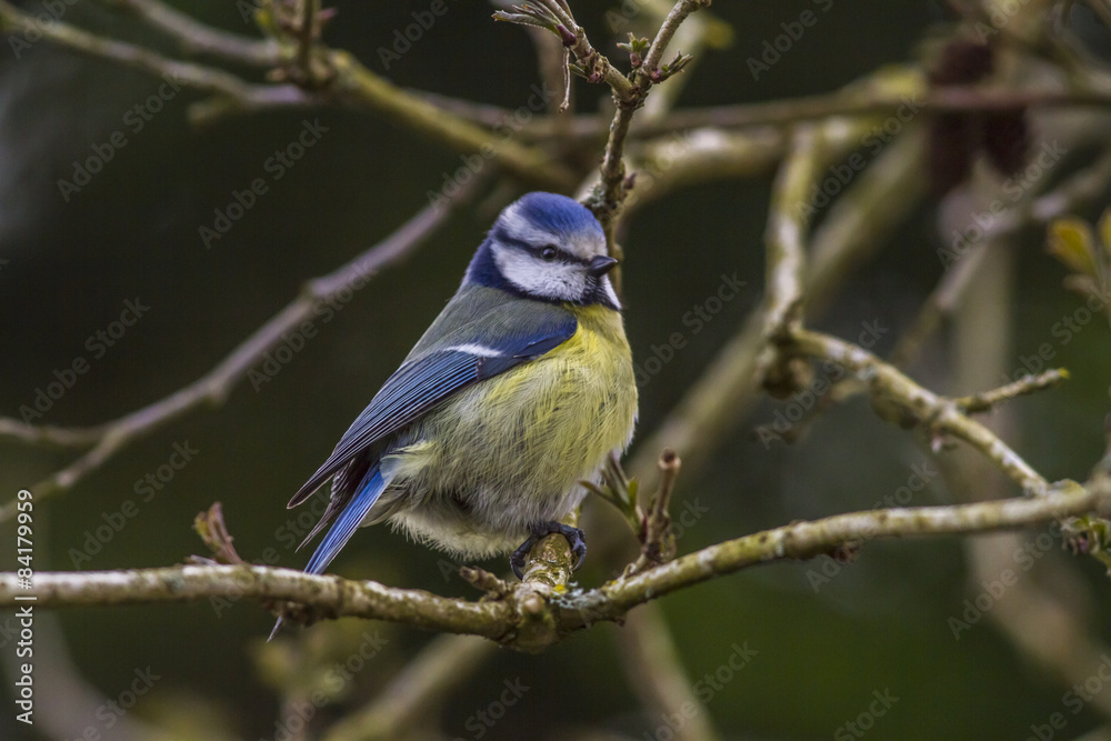 Fototapeta premium Blaumeise (Parus caelureus)
