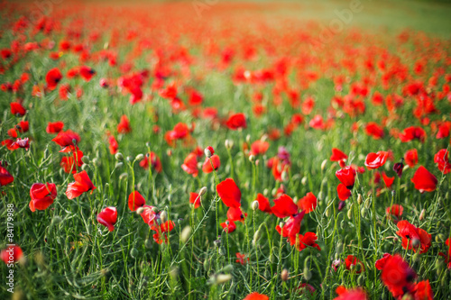 Field of bright red poppy flowers in summer