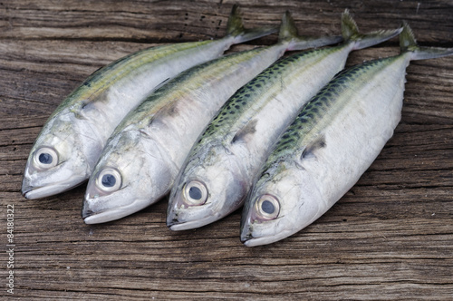Mackerel