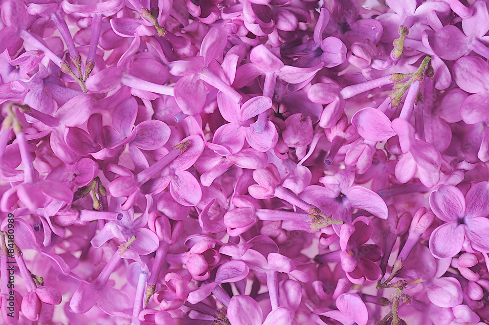 Lilac Background
