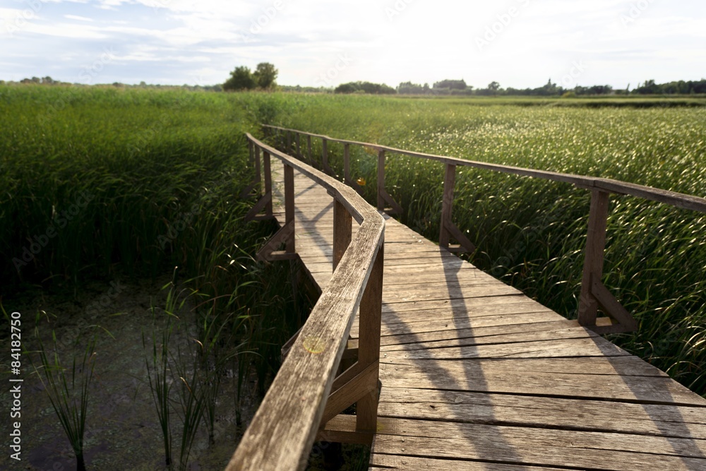 Wooden path trough the reed