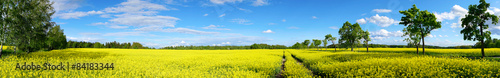 rapeseed field panorama