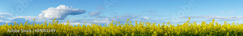  yellow rapeseed plants on blue sky