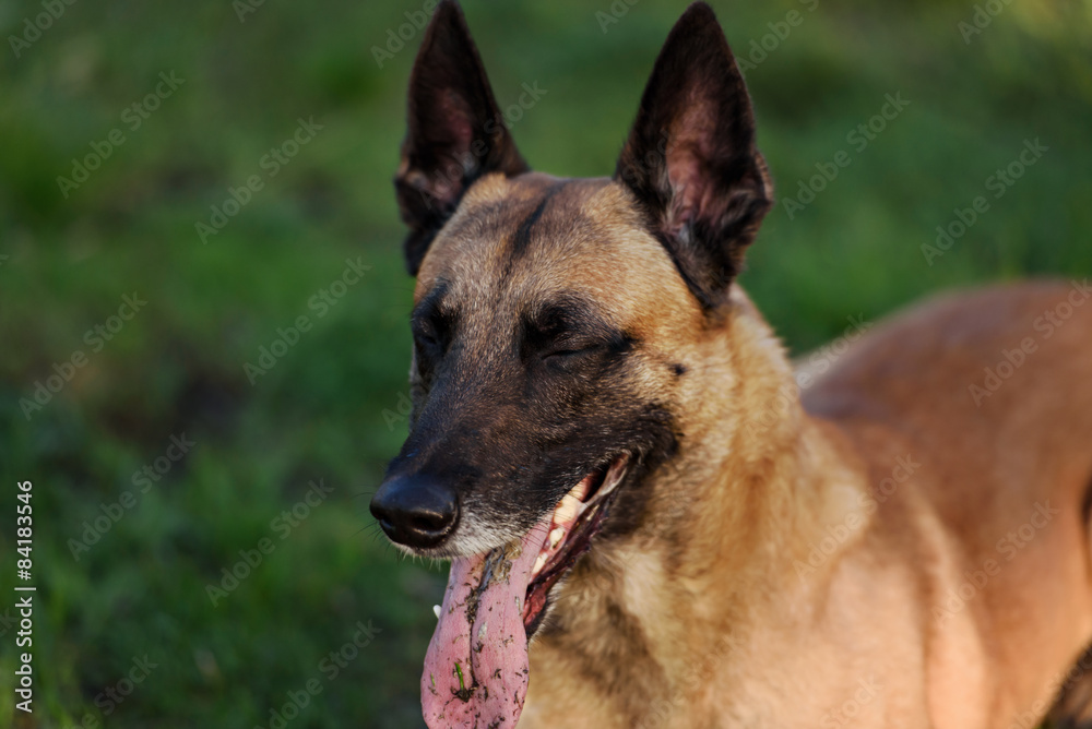Cute Belgian Shepherd Dog, portrait in summer Cute Belgian Shepherd Dog, portrait in summer