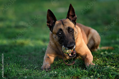 cute malinois dog and ball