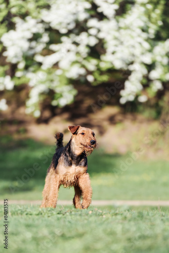 Airedale runs and jumps in the Park