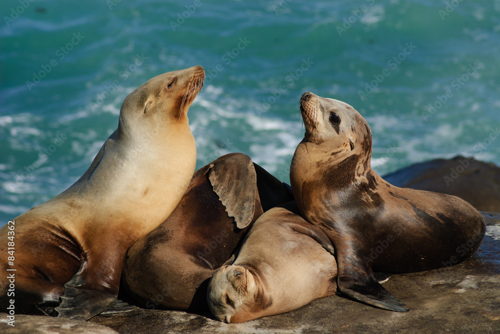 Obraz premium California Sea lions (Zalophus Caslifornianus)